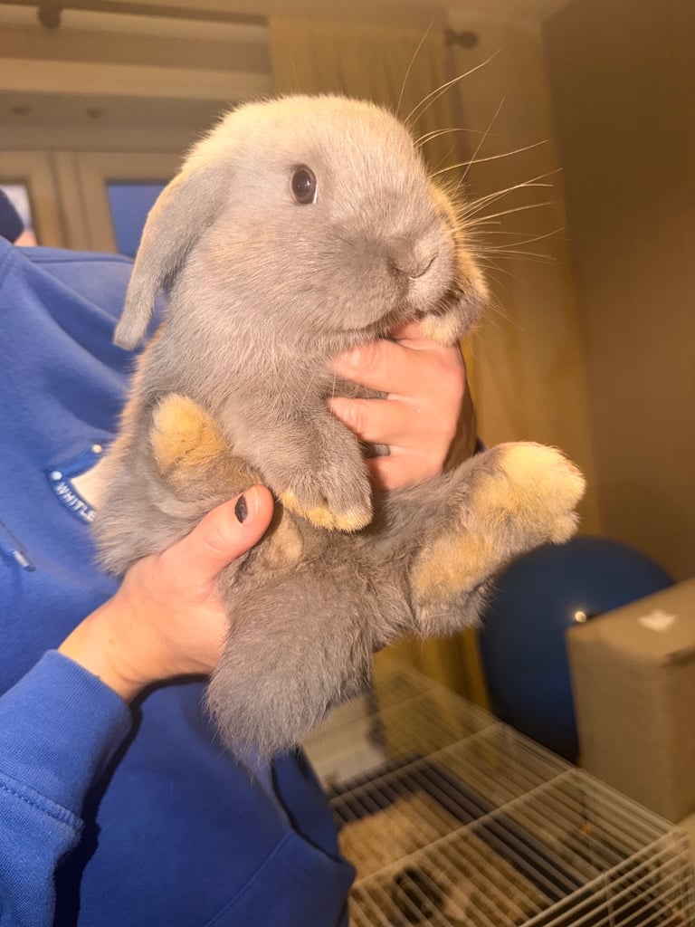 2 male mini lops for sale