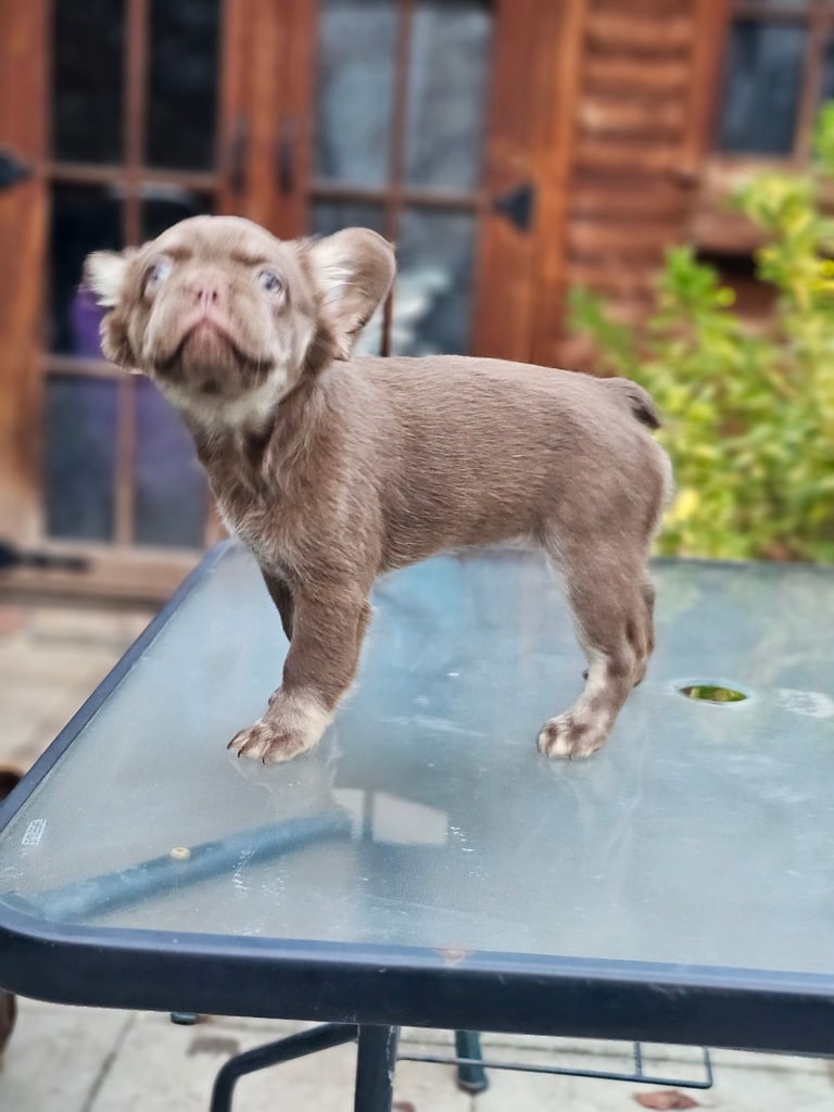 Full fluffy french bulldog's puppies 
