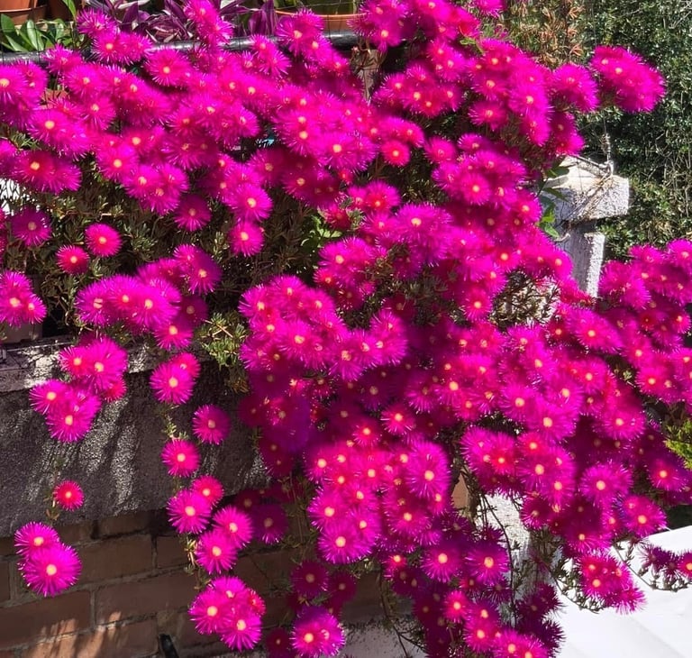 Pink flowers plants 