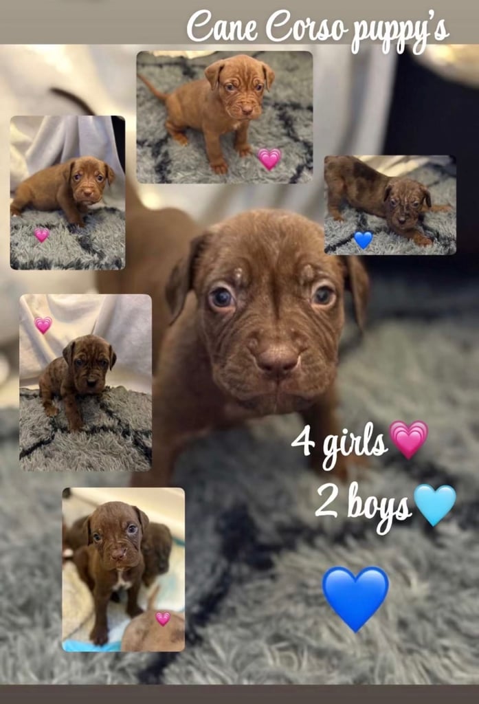 Cane Corso Puppies
