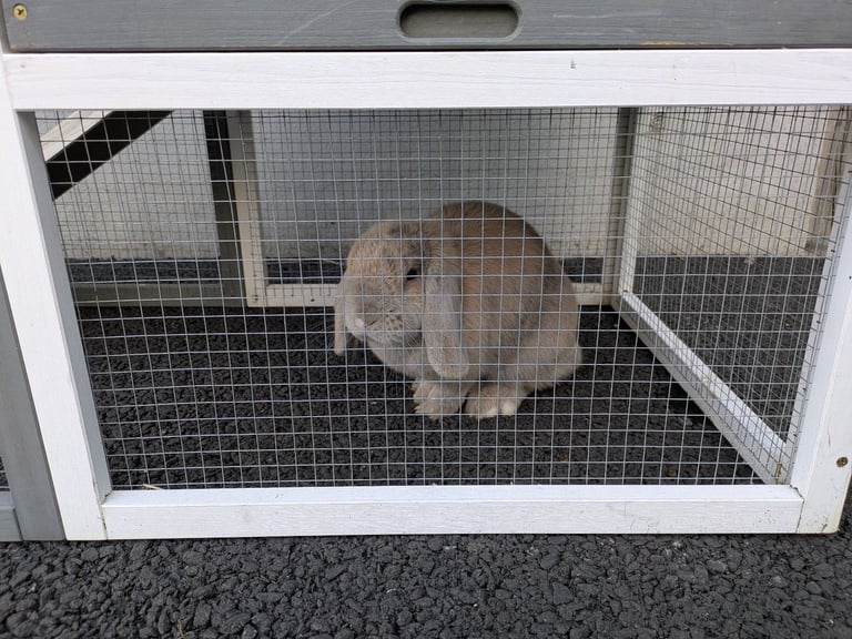 Lop bunny