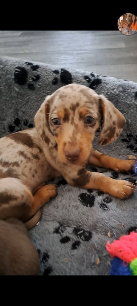 image for Beautiful miniature Dachshund bitches 