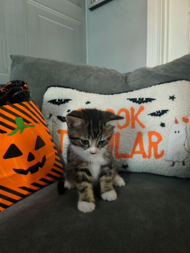 Kittens