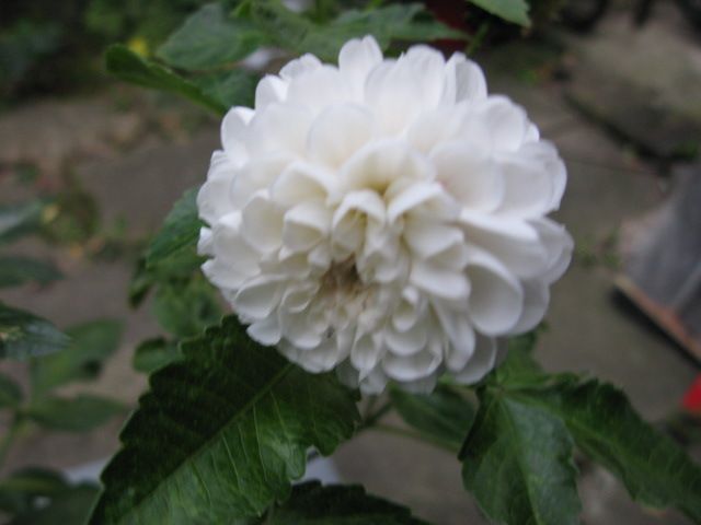 Dahlia plant