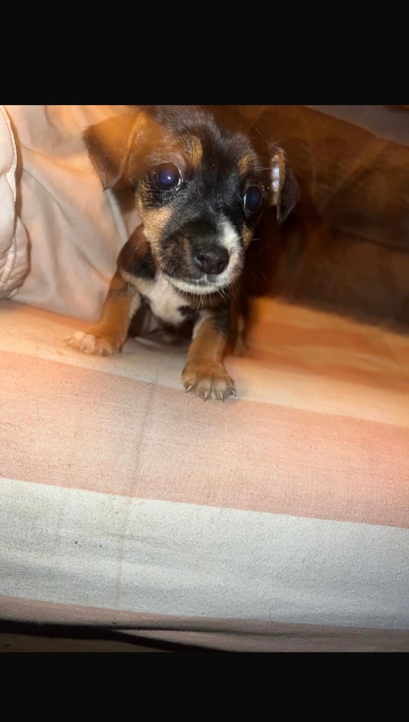 Jack Russell puppies