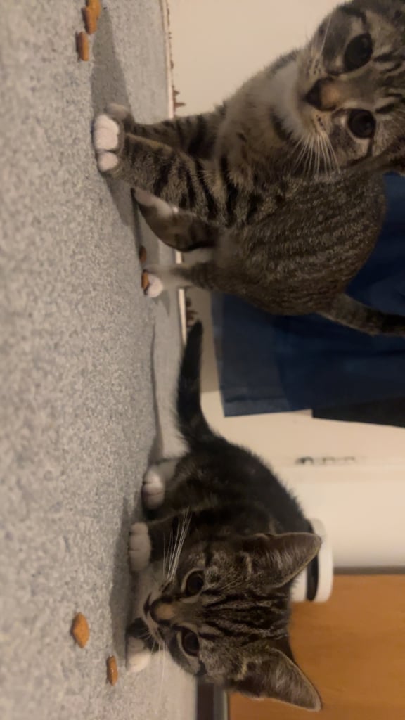 Tabby kittens 