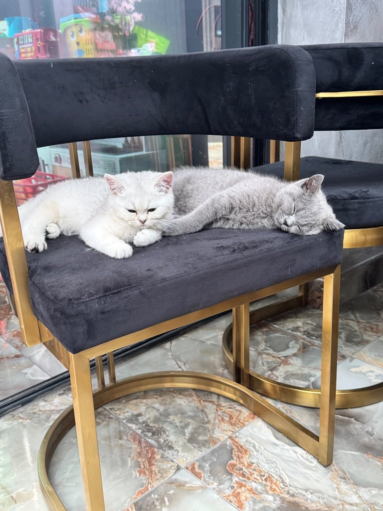 British shorthair kittens 