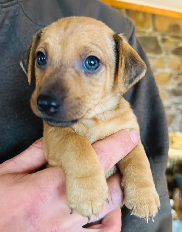image for Jack Russel terrier tan pups 