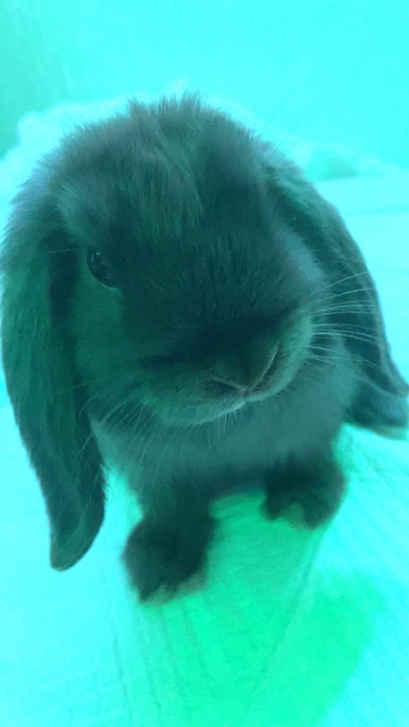 image for Rabbit for sale 
