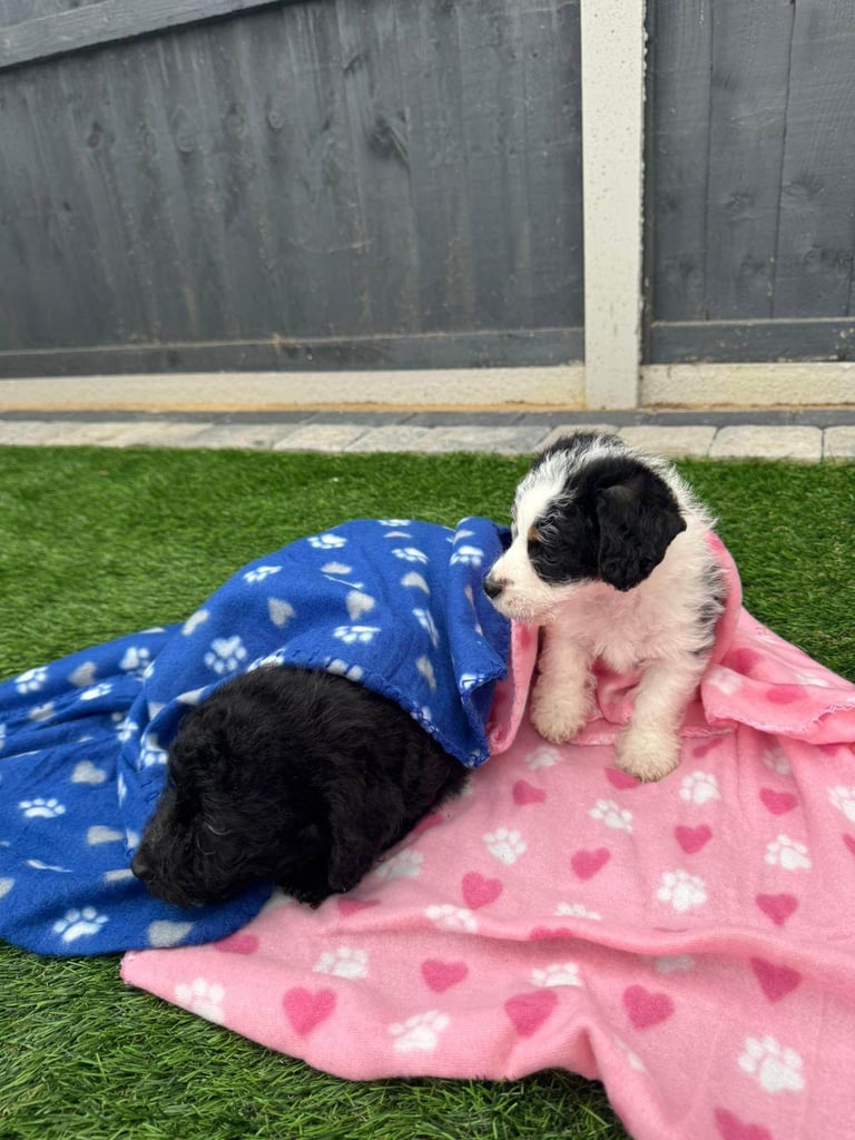 Jackapoo Puppys 
