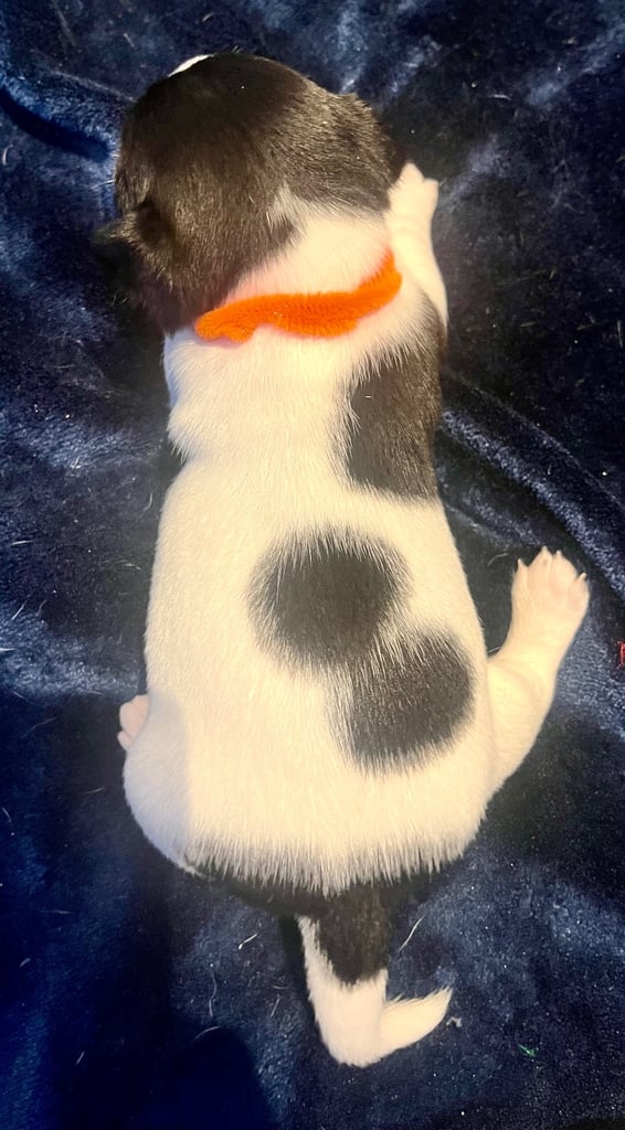 First litter of 7 Jack Russel puppies