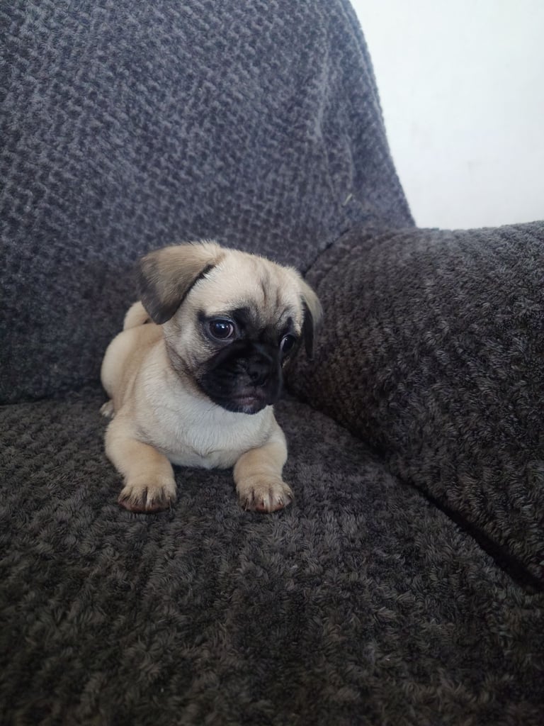 Frug (pug x Frenchie)