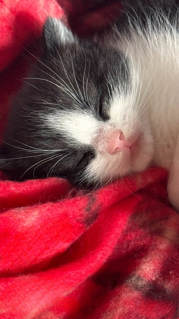 Beautiful Domestic Cats – Mum, Dad & 3 Adorable Kittens (2 Boys, 1 Girl)