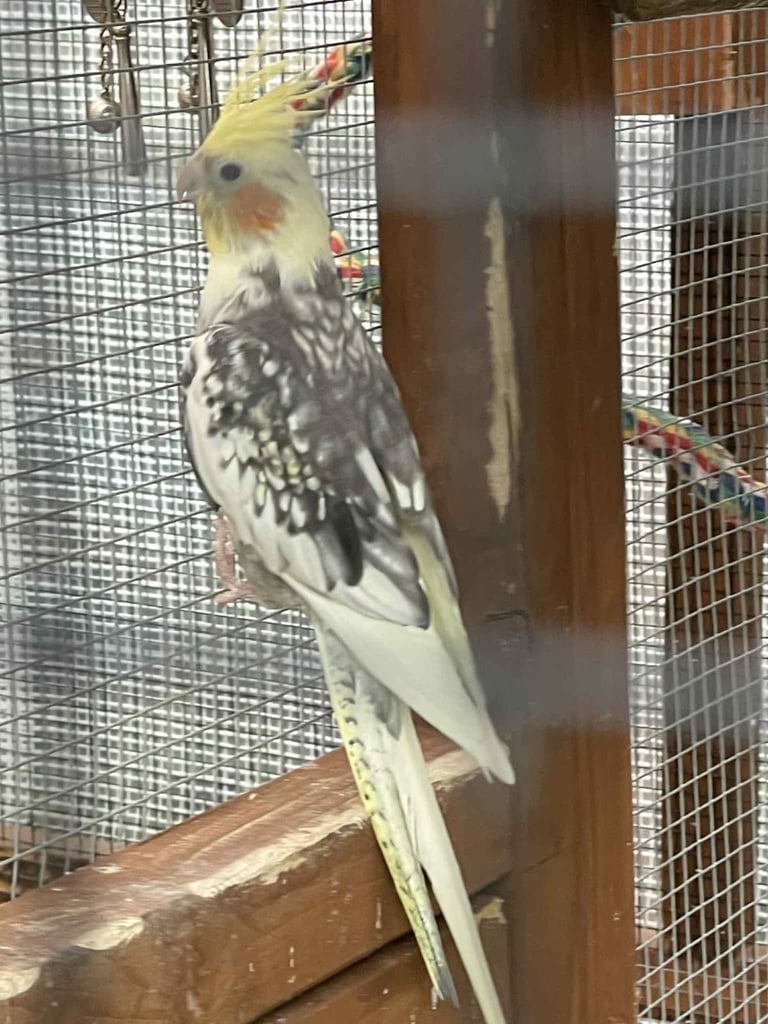 image for Cockatiels