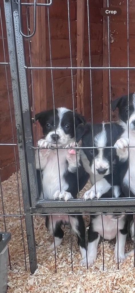 6 Working collie pups