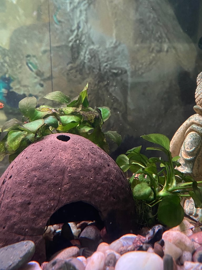 Aquarium with fish