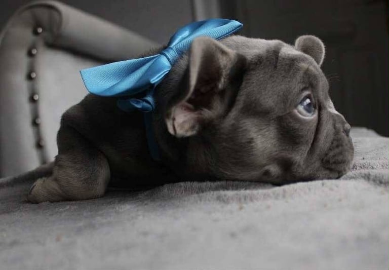 French Bulldog Puppies 