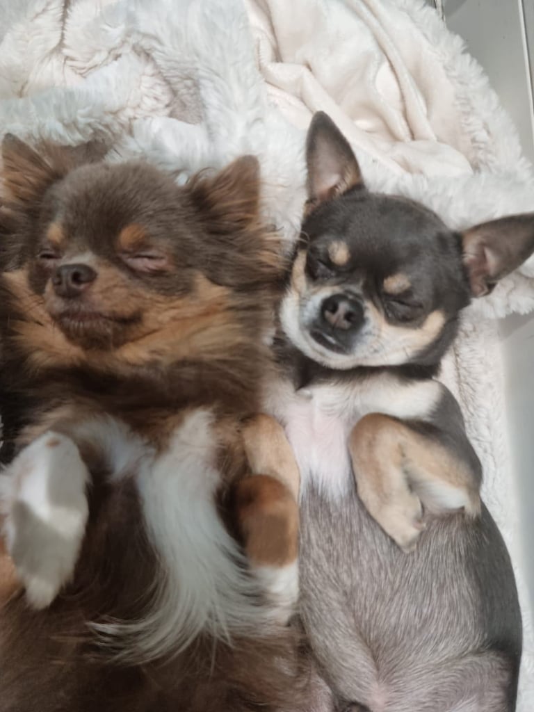 4yr old and  3 year old chihuahuas *MUST GO TOGETHER* 