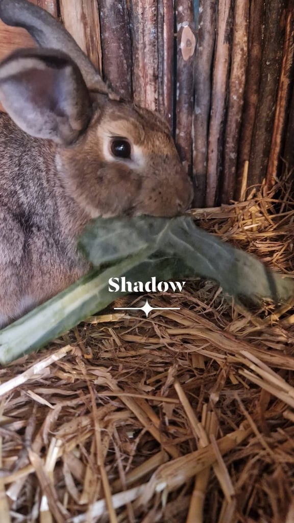 image for Mini rex rabbits