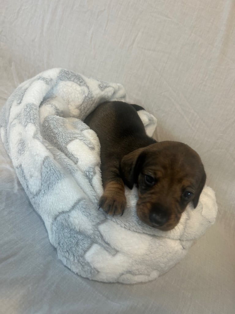 dachshund puppy’s ready to leave next week 