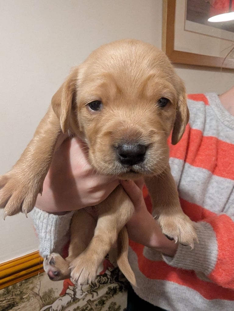 Cockador puppies for sale