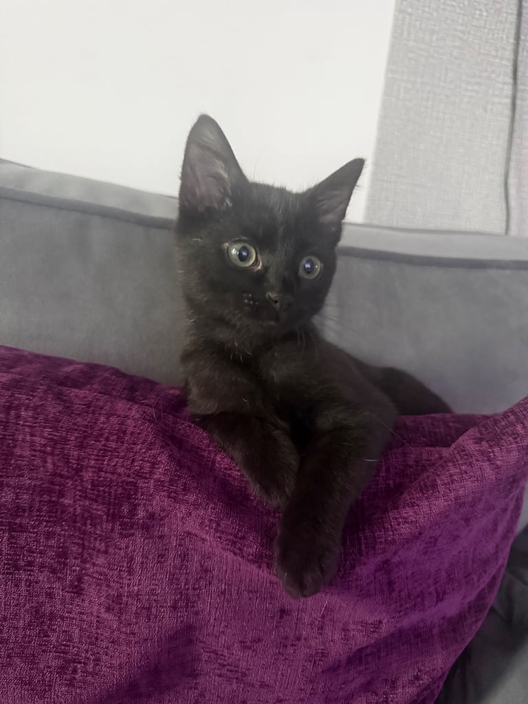 Black Male Cross Siamese Kitten 