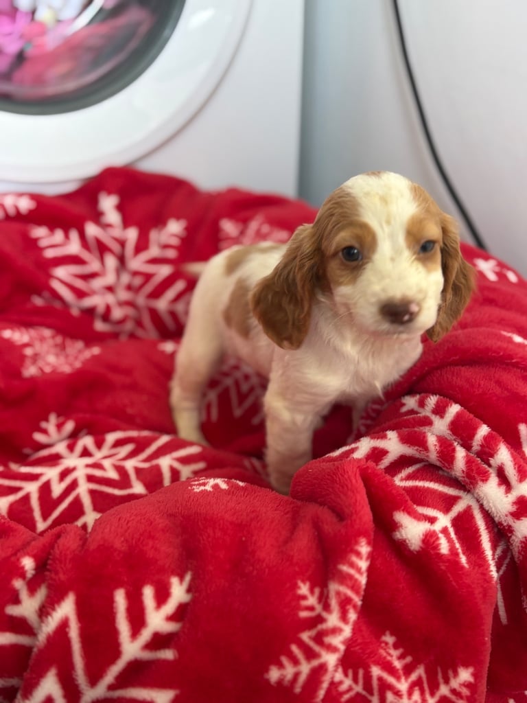 Beautiful Cocker Spaniel Puppys 😍