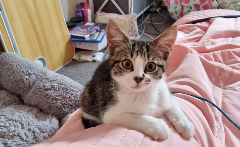 Home needed to re-home adorable kitten