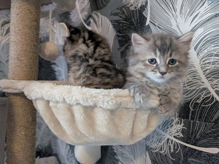 Kittens for sale 