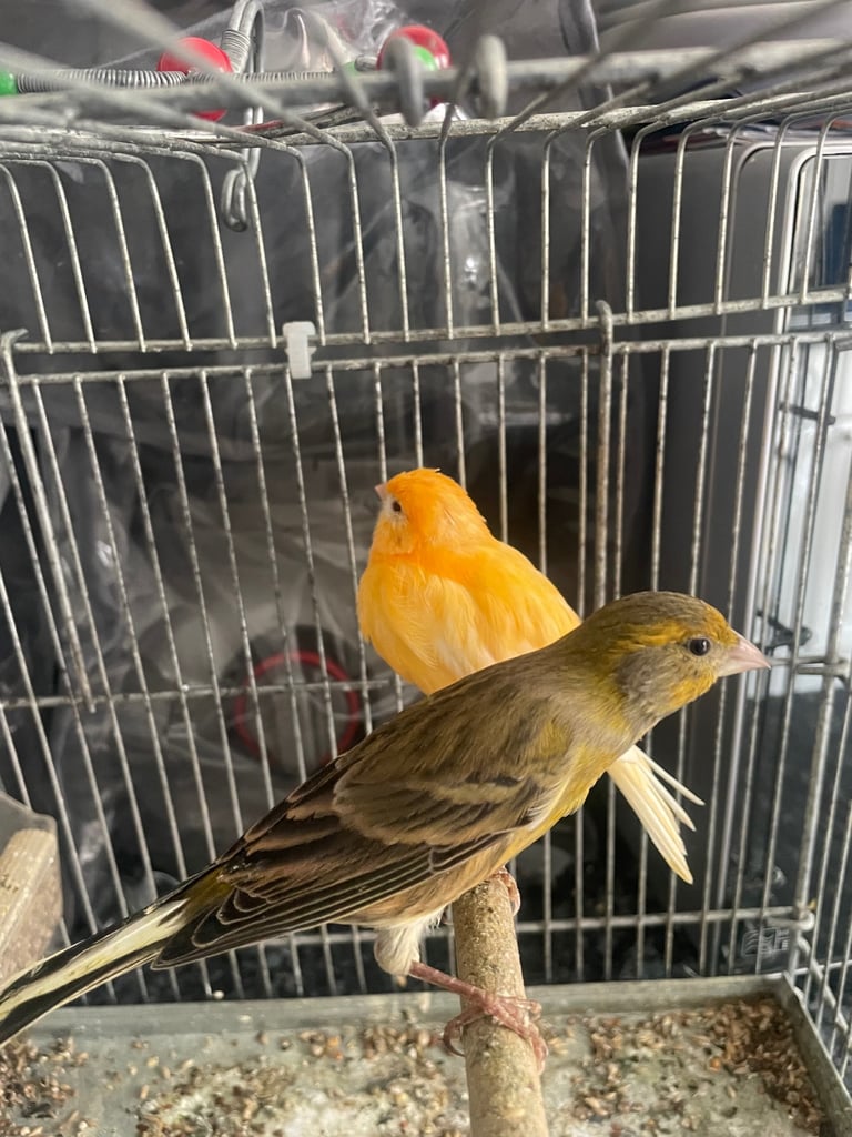 Canary 