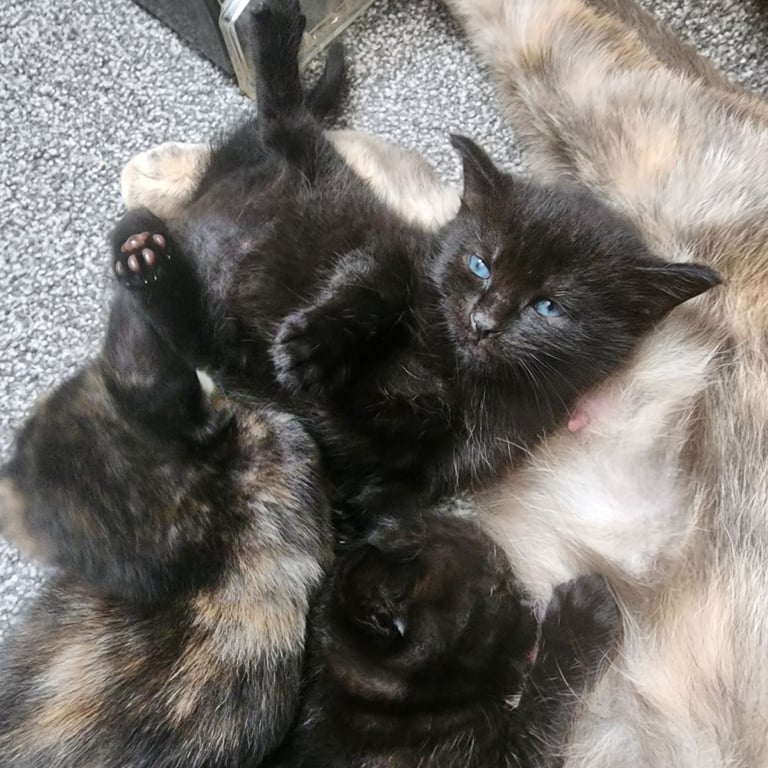 image for Kittens