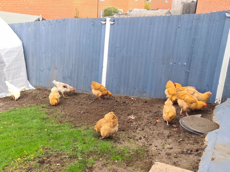 image for Variety of Chickens and Roosters for Sale