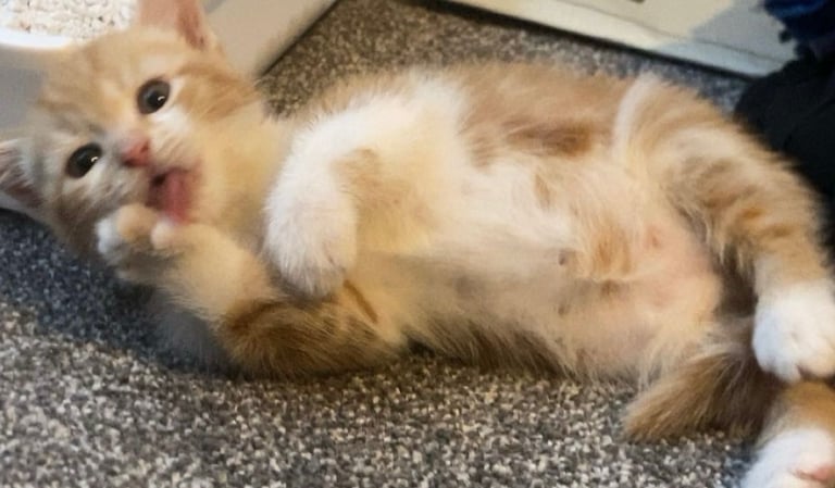 Cute white and ginger kitten