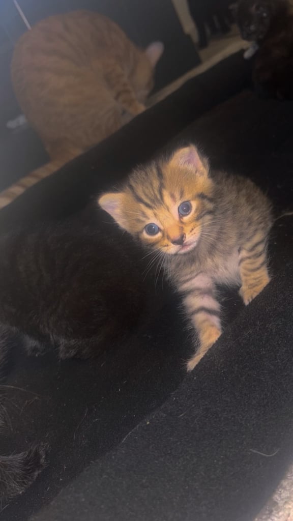 4 kittens 