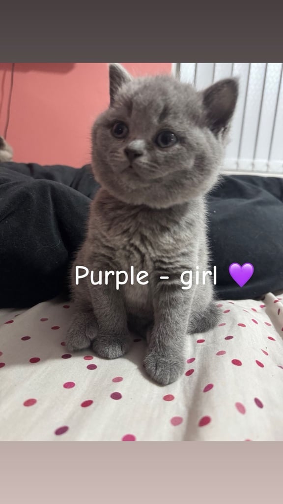 1 Beautiful British Shorthair Girl