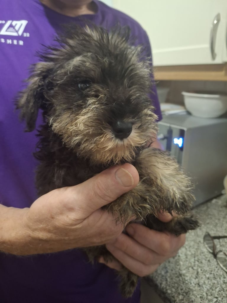 Adorable Miniature Schnauzer Puppies for Sale 