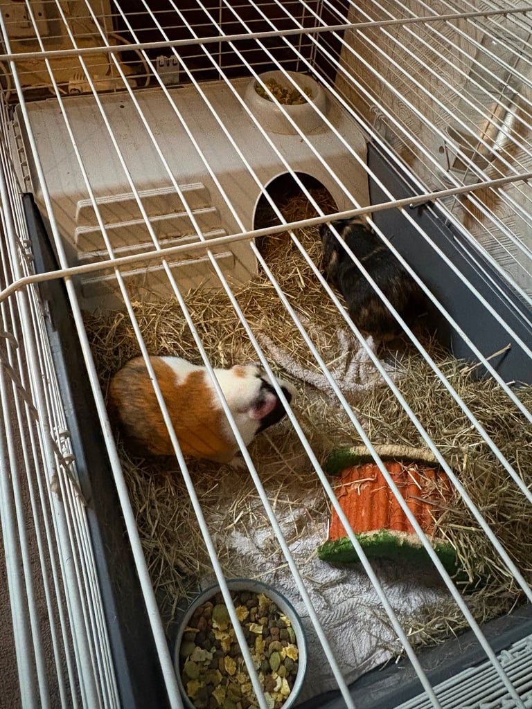 Guinea pigs for sale 