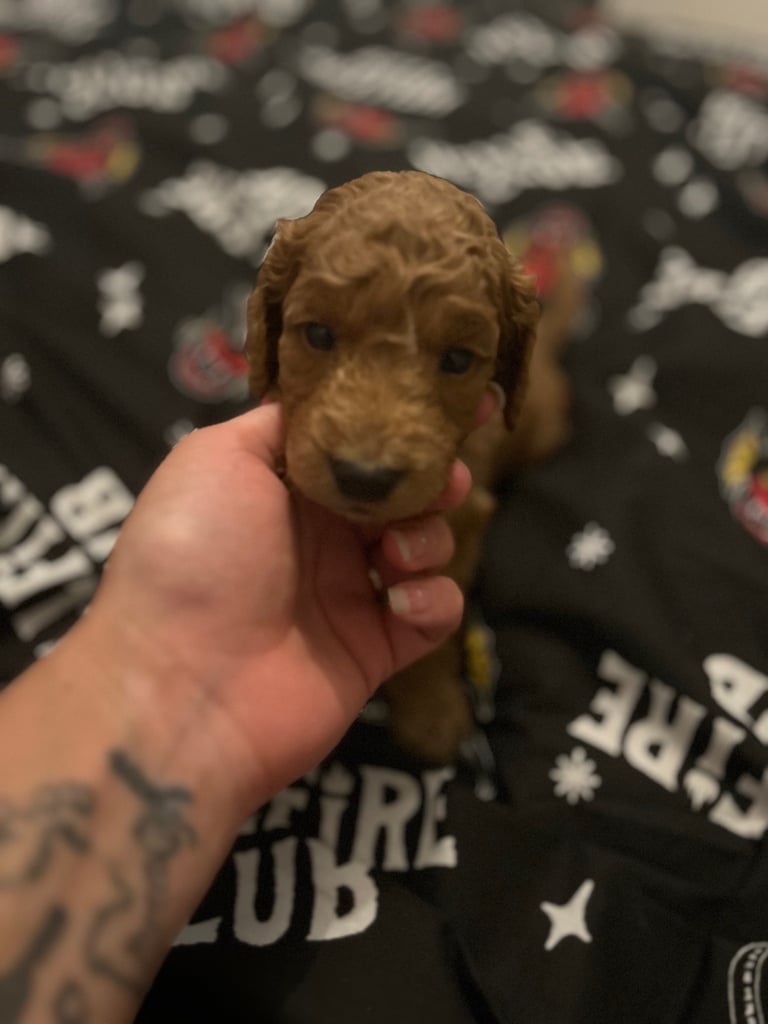 Miniature Cockapoo