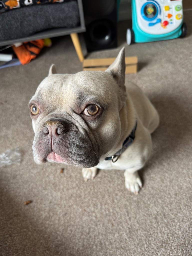 3 year old Frenchie 