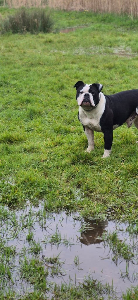 Olde english bulldog
