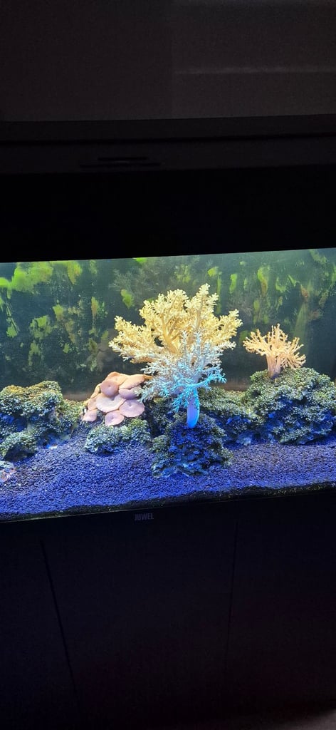 Jewel 180L Marine Tank with Fish, Live Rock/Coral.