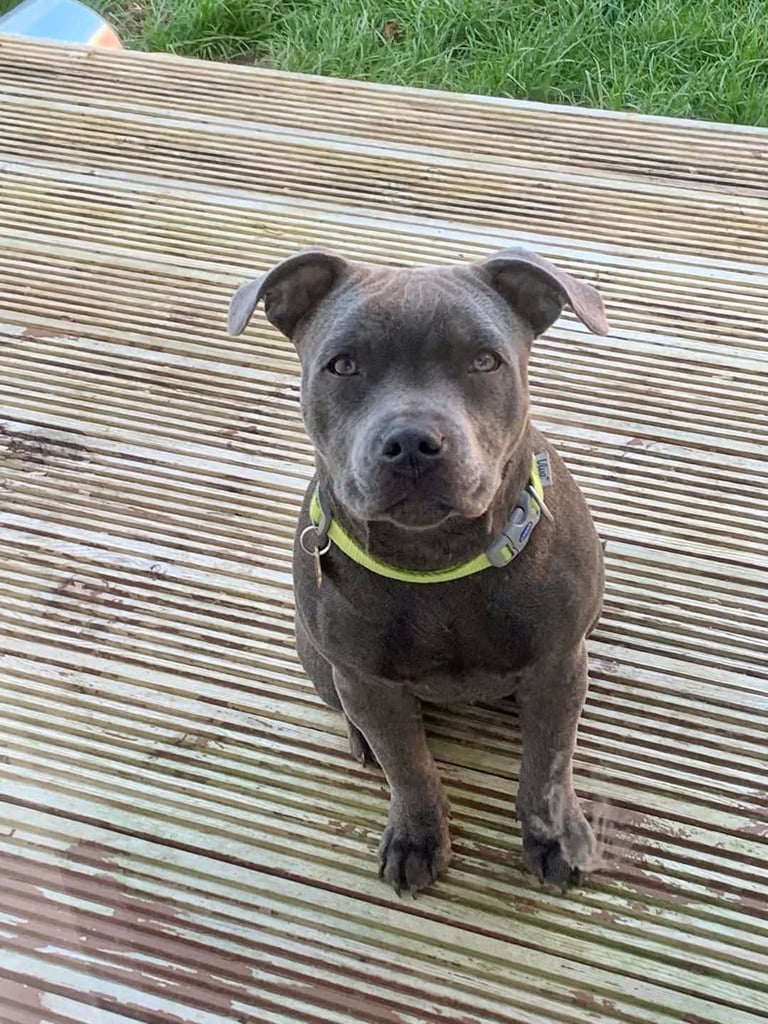 Kc reg blue Staffordshire bull terrier 