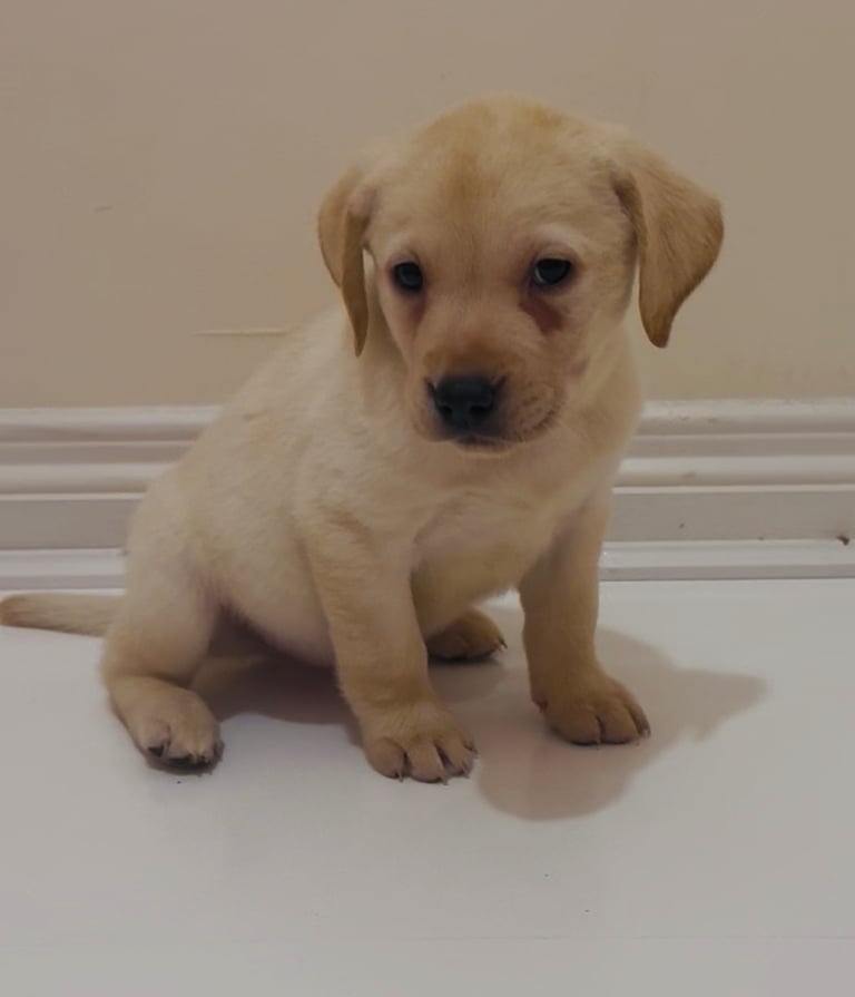 image for Labrador puppy