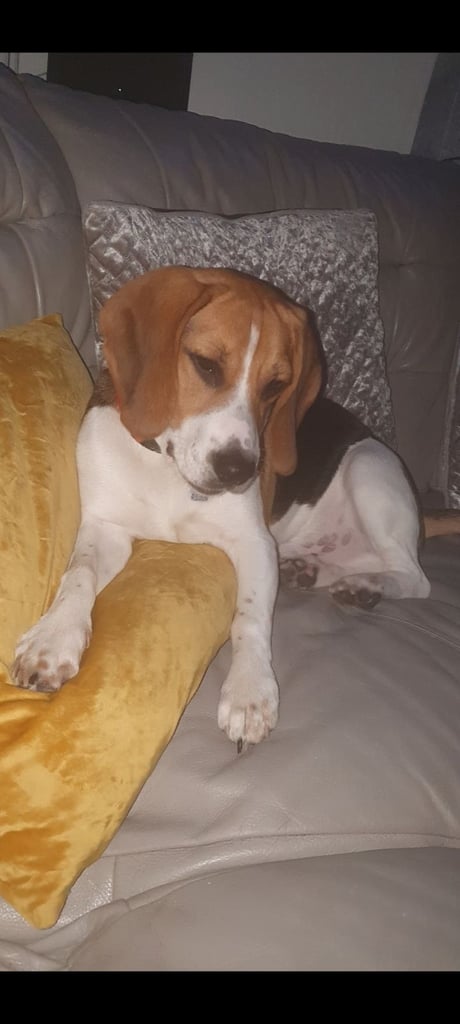 5 year old beagle