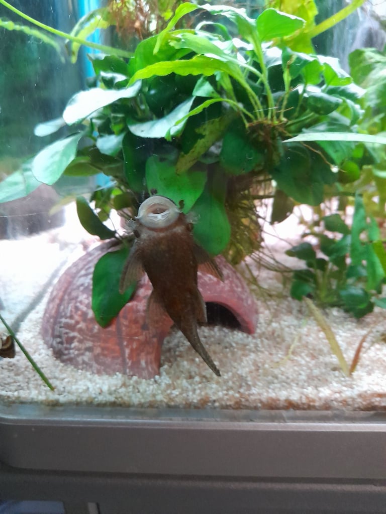 Tropical fish for sale 