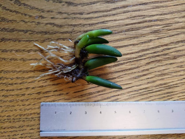 Dendrobium prenticei Rare Miniature Orchid Epiphyte Indoor House Plant