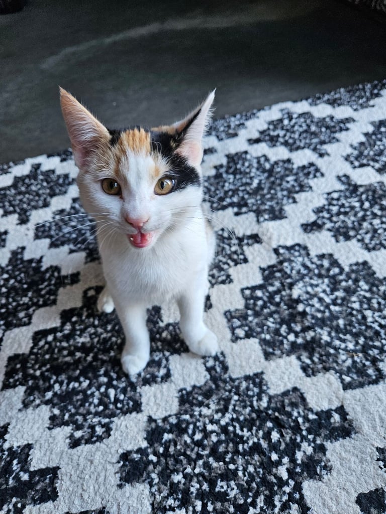 Kittens 😸 