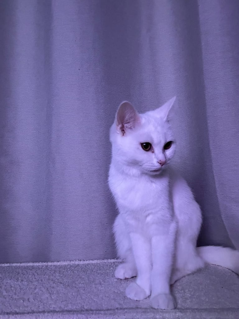 image for Domestic shorthair kitten 