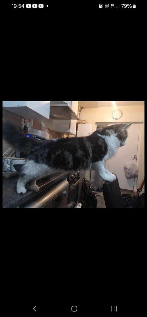 3 beautiful main coon mix kittens !