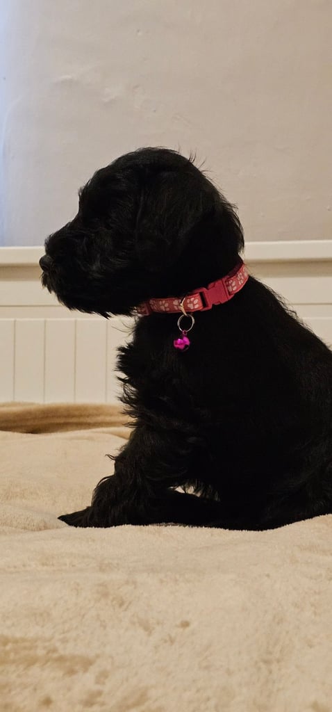 Miniature Schnauzer Puppies - 7 Adorable Girsl waiting for a loving forever homes. 